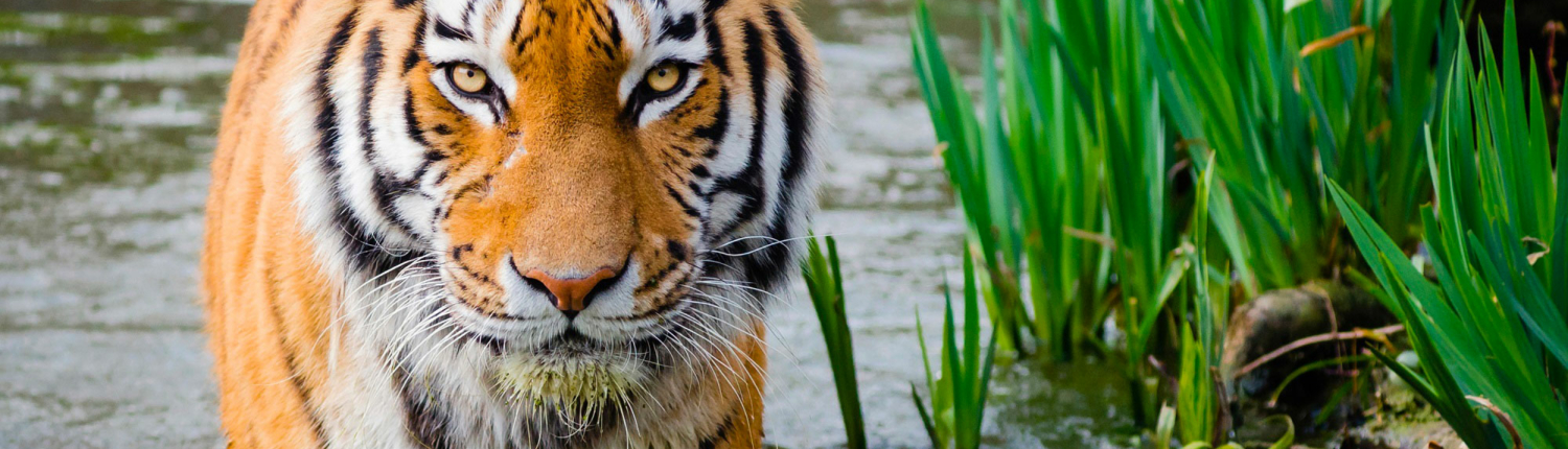 Tigre troisième animal du zodiaque chinois