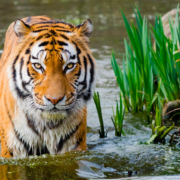 Tigre troisième animal du zodiaque chinois